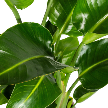 Strelitzia Nicolai met mand Ø21cm - ↕90 - 110cm