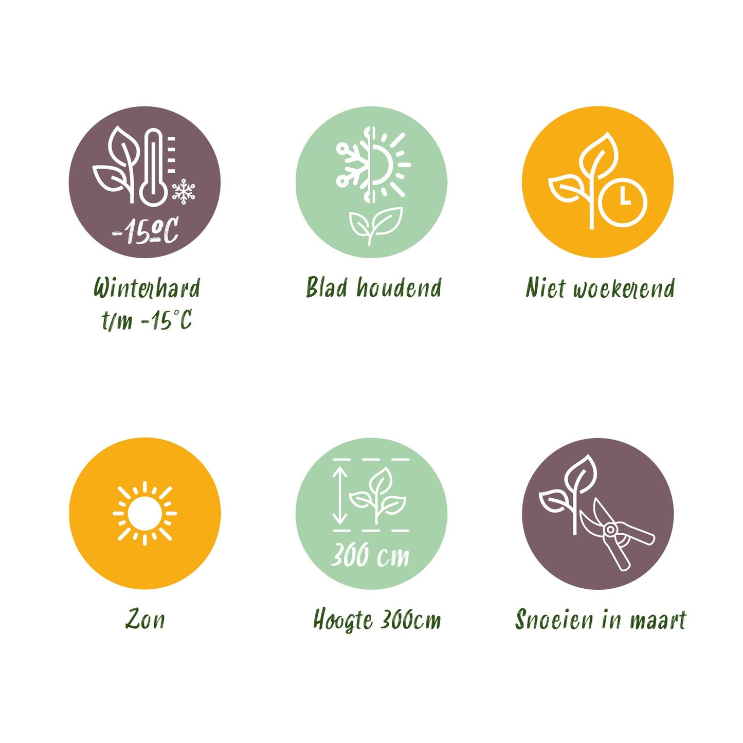 Japanse vezelbanaan - Musa Basjoo - Winterhard