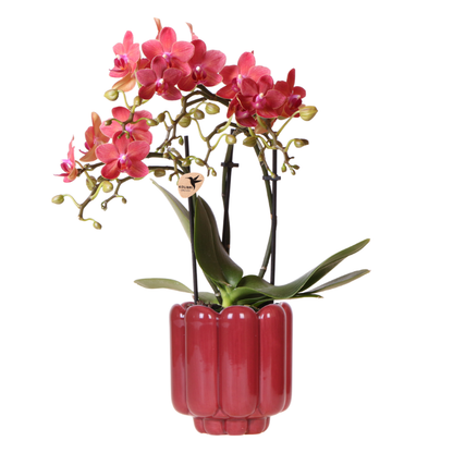 Rode Congo orchidee + Retro rood sierpot