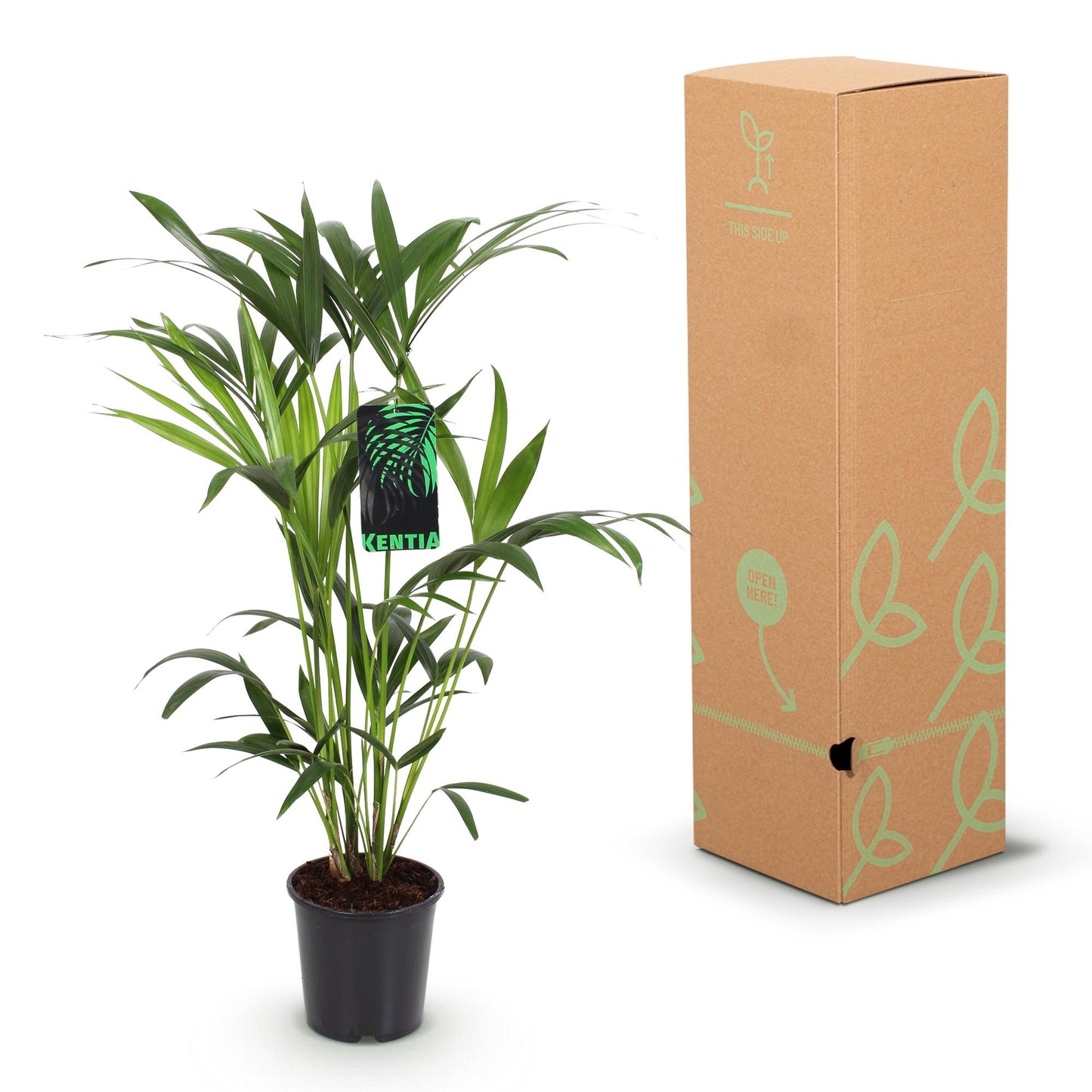 Howea Forsteriana Kentia Palm + mand