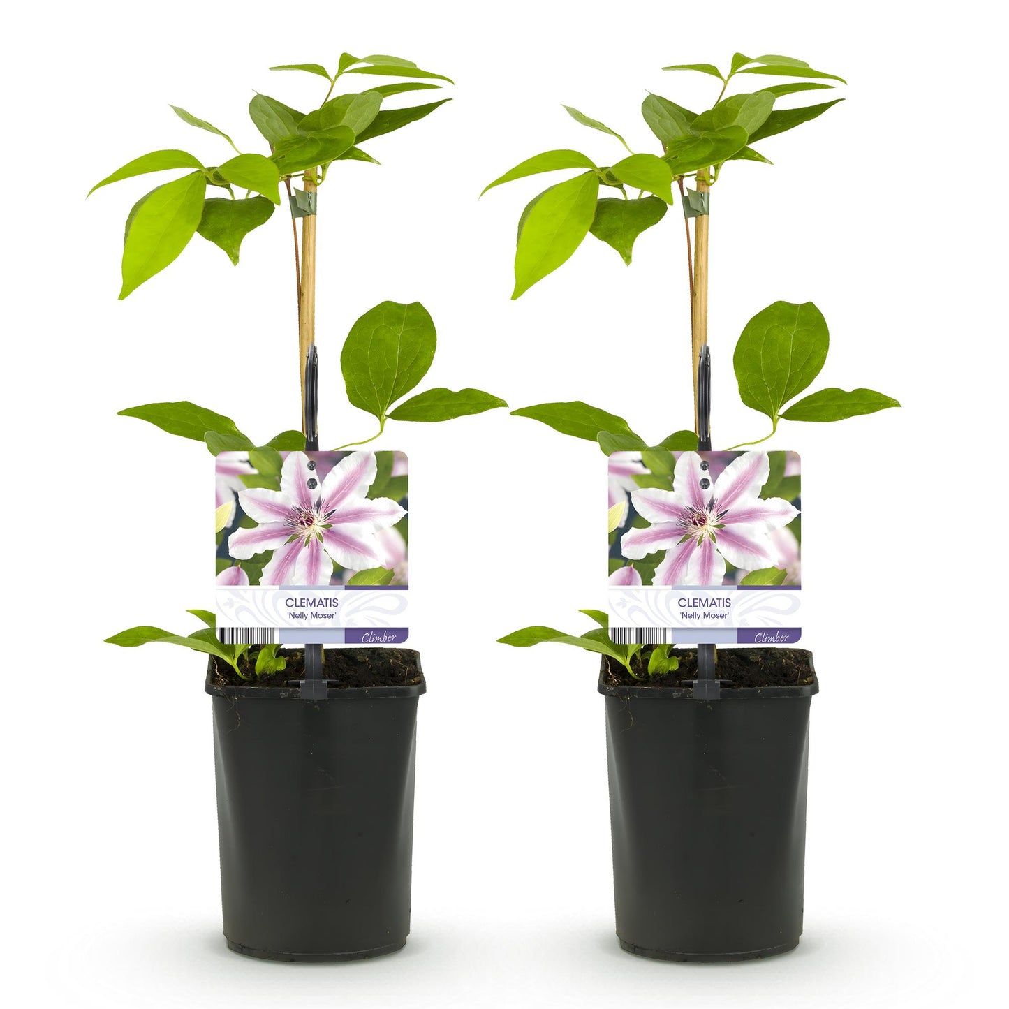 2 x - Clematis Nelly Moser - Bloem Roze