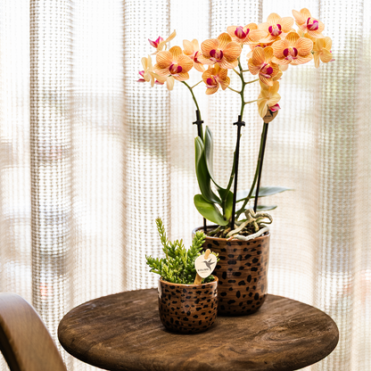 Leopard sierpot - Ø6cm