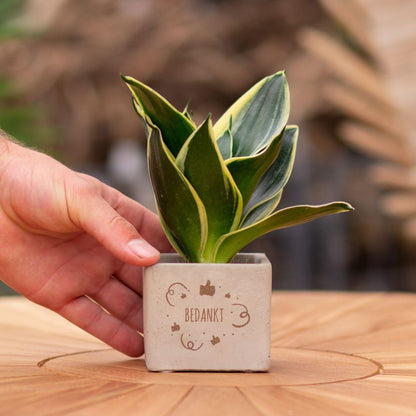 Congreet plantpots + Sansevieria | Bedankt