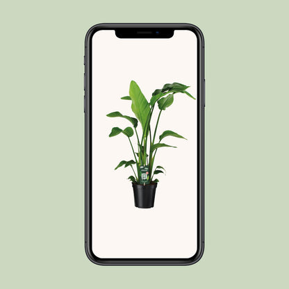 Strelitzia Nicolai - Ø19cm - ↕90cm