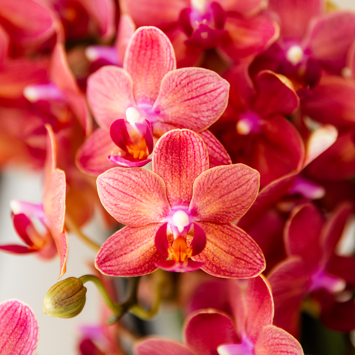 Rode Congo orchidee + Retro rood sierpot
