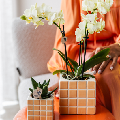 Gele Phalaenopsis orchidee - Mexico