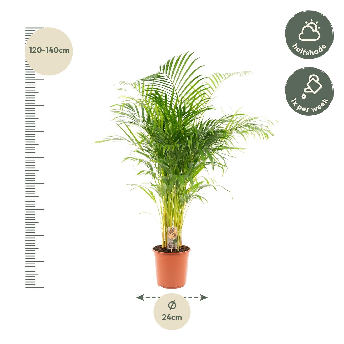 Areca palm - Ø21cm - ↕130cm