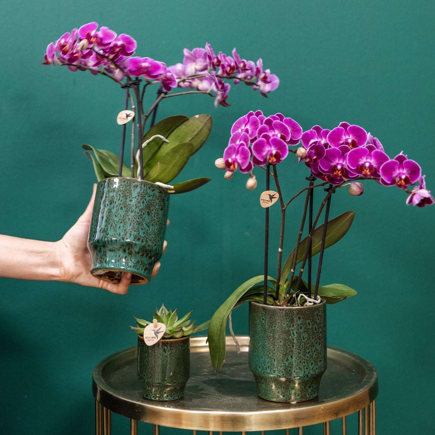 Paarse phalaenopsis orchidee - Morelia