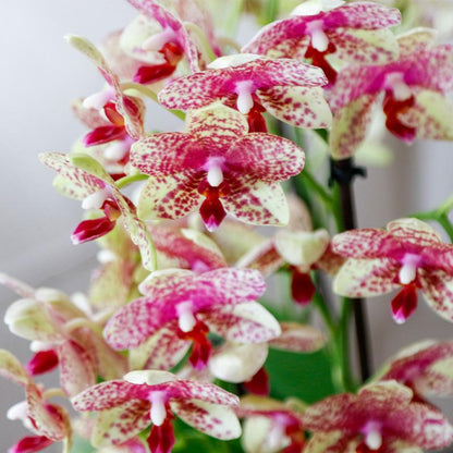 Oranje gele phalaenopsis orchidee | Grosseto