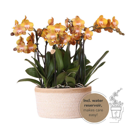 Oranje orchideeënset in Cotton Basket incl. waterreservoir