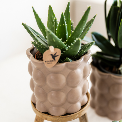 Plantenset Cotton zand