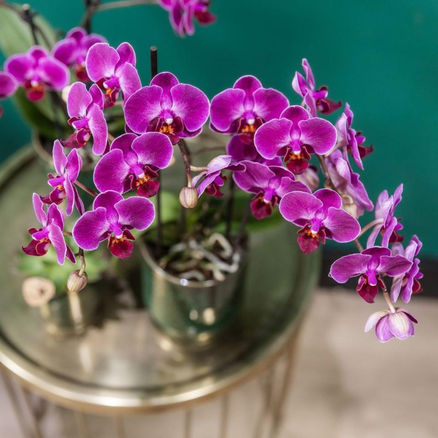 Paarse phalaenopsis orchidee - Morelia