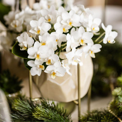 Witte orchidee 'Nazaré' + Pearl sierpot Travertine