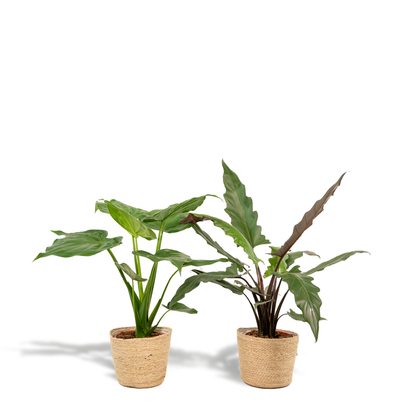 Alocasia Cucullata - Alocasia Lauterbachiana + Mand Selin