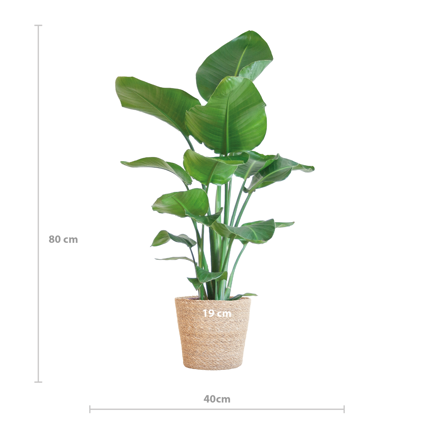 Strelitzia Nicolai met Sofia mand naturel - 80cm - Ø21