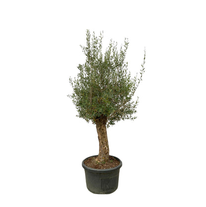 Olea Europaea Bonsai - 250cm- Ø65
