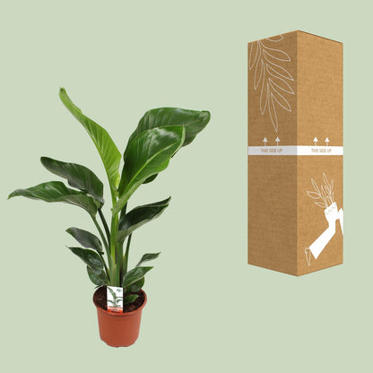 Strelitzia Nicolai ↕70cm - Ø17cm