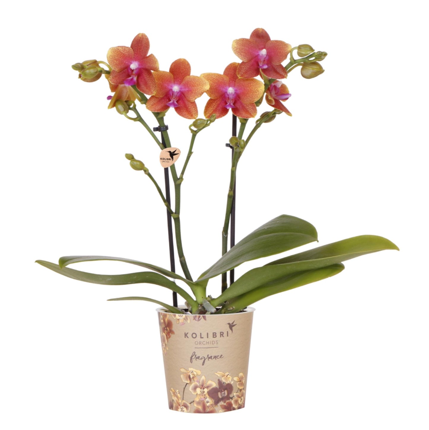 Oranje geurende Phalaenopsis orchidee - Fragrance