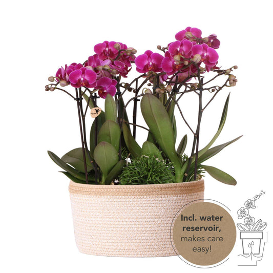 Paarse plantenset in Cotton Basket incl. waterreservoir
