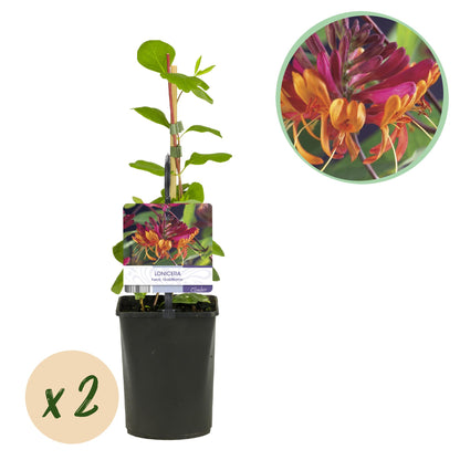 2 x - Lonicera heckrottii Goldflame - Roze met Geel