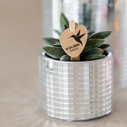 Disco sierpot - Ø6cm