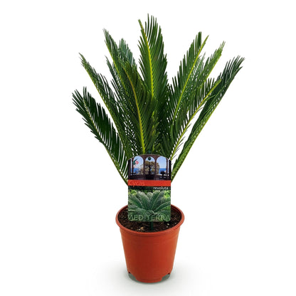 Cycas revoluta - Palmvaren ↕45-55cm - Ø15cm