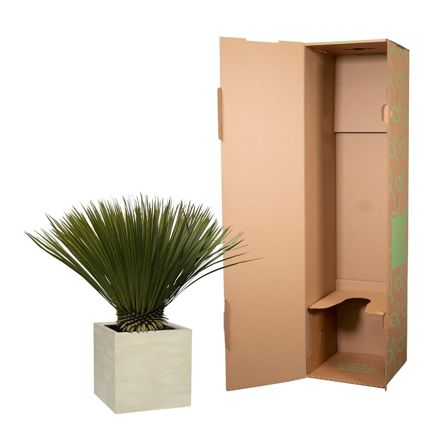 Yucca Rostrata - 75cm- Ø30