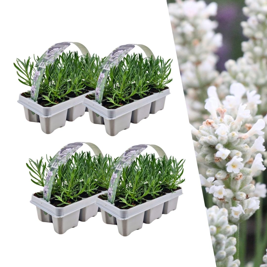 4 x 6 pack Lavendel angustifolia white