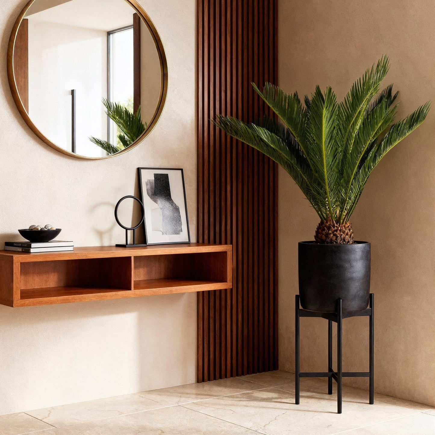 Cycas revoluta - Palmvaren ↕55-65cm - Ø17cm