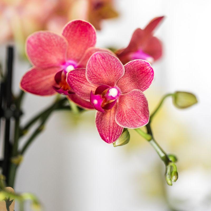 Plantenset Rode Phalaenopsis Orchidee Congo en Succulenten incl. sierpotten