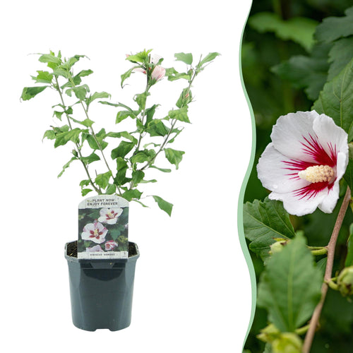 1 x - Hibiscus syriacus Hamabo - Bloem Licht roze