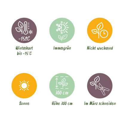 Japanse vezelbanaan - Musa Basjoo - Winterhard