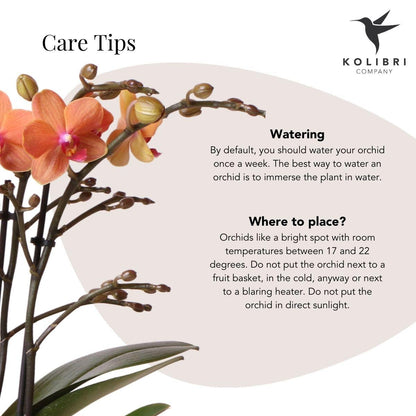 Oranje orchidee - Mineral Bolzano