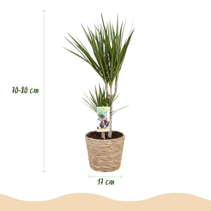 Dracaena Marginata + mand ↕70-80cm - Ø17cm