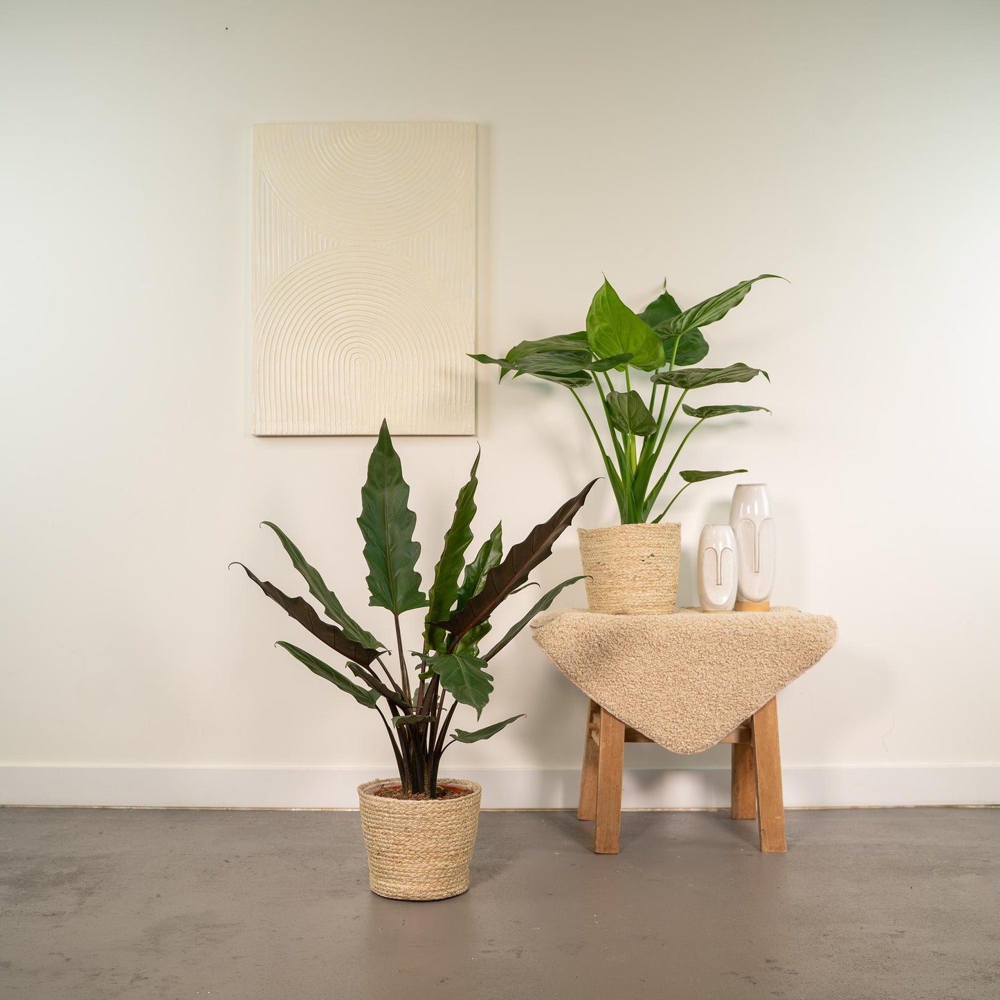 Alocasia Cucullata - Alocasia Lauterbachiana + Mand Selin