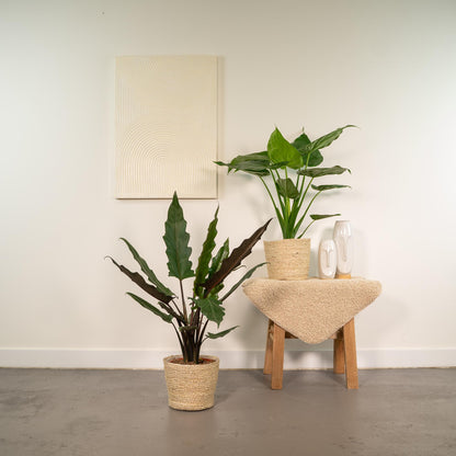 Alocasia Cucullata - Alocasia Lauterbachiana + Mand Selin