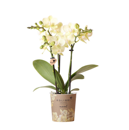 Gele Phalaenopsis orchidee - Mexico