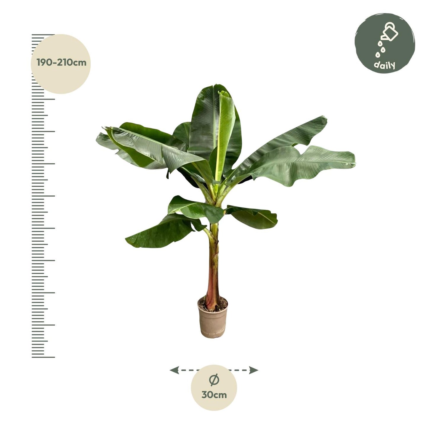 Bananenplant (Musa) - 190 cm - ø30