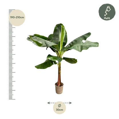 Bananenplant (Musa) - 190 cm - ø30