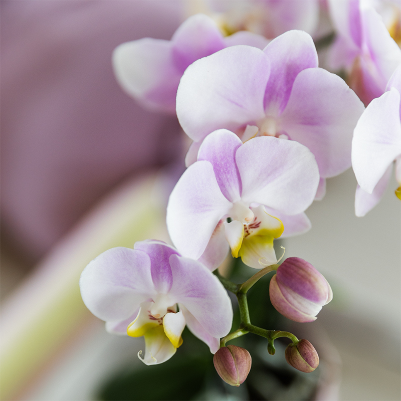 Roze orchidee Portugal + Bloom sierpot