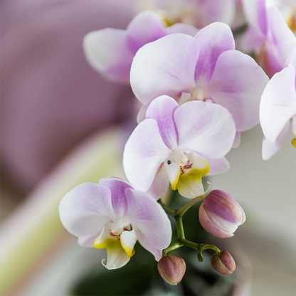 Roze orchidee Portugal + Bloom sierpot