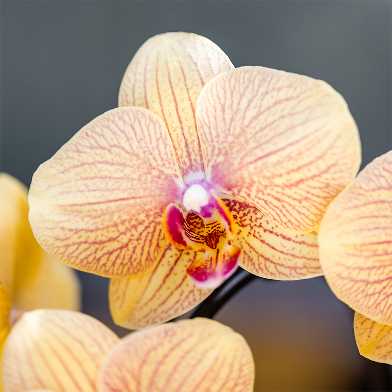 Sunny Bunny orchidee geel/roze + Retro oker sierpot