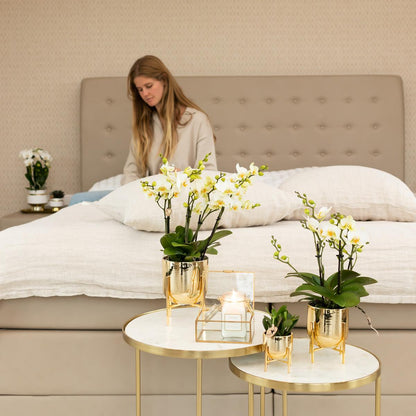 Witte phalaenopsis orchidee - Lausanne