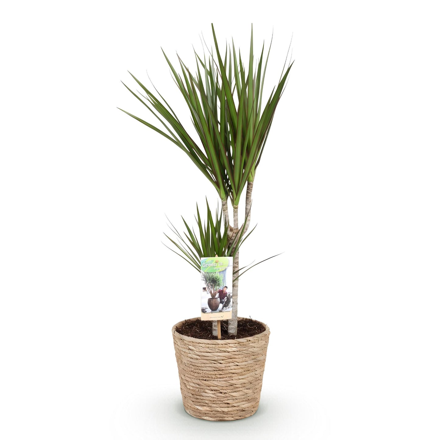 Dracaena Marginata + mand ↕70-80cm - Ø17cm