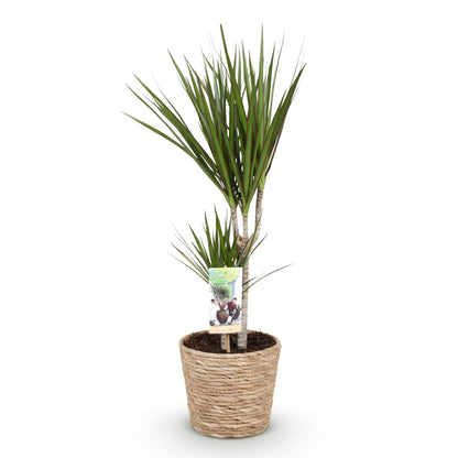 Dracaena Marginata + mand ↕70-80cm - Ø17cm