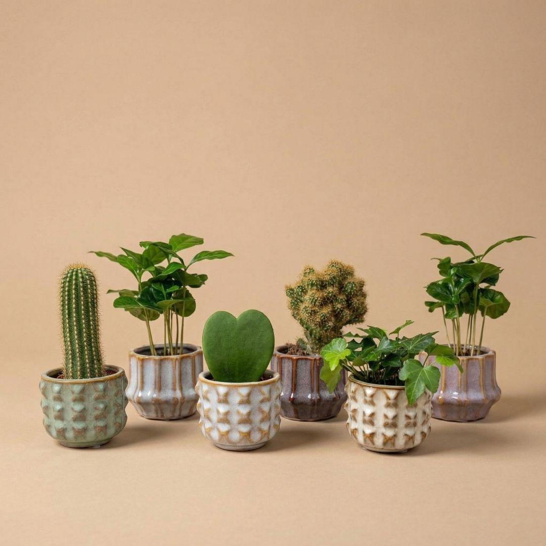 Plant set San Juan + pot - Cactus mix - Ø 6 cm