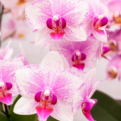 Roze Phalaenopsis orchidee - Mineral Rotterdam