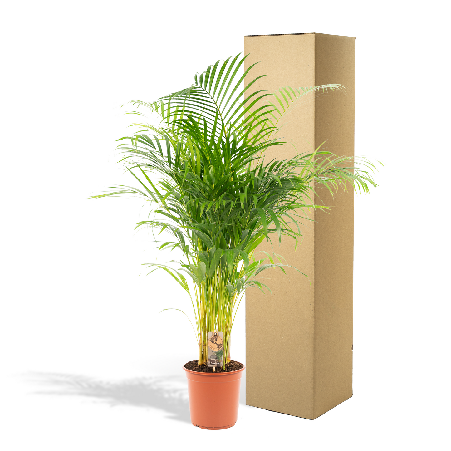 Areca palm - Ø21cm - ↕130cm