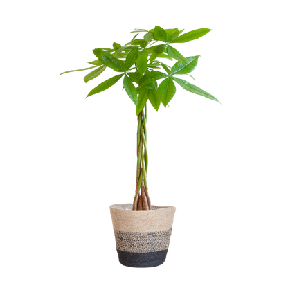 Pachira Aquatica met Mand Lissabon zwart - 80cm - Ø21