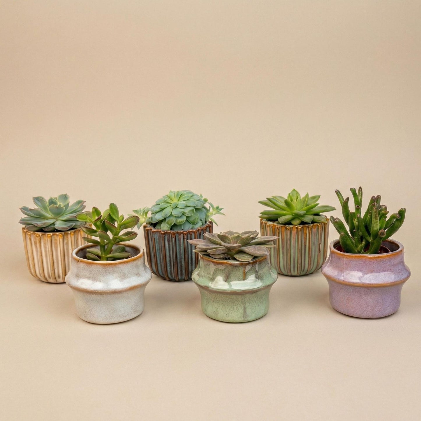 Succulenten Set van 6 - inclusief Potjes Barcelona